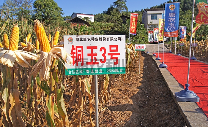 銅玉3號