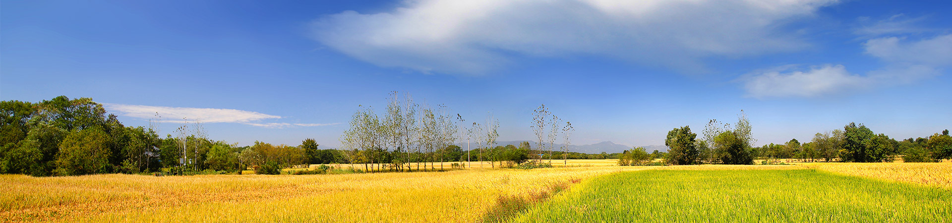 產品banner
